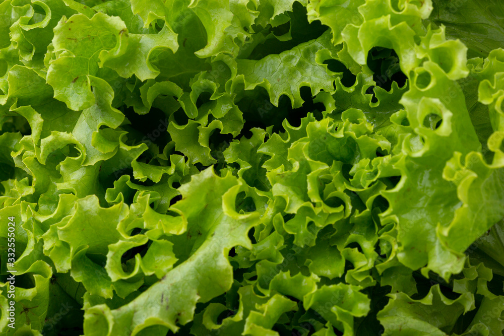 Super close up with texture and detail of vibrant green lettuce cabbage Super close up with texture and detail of vibrant green lettuce cabbage