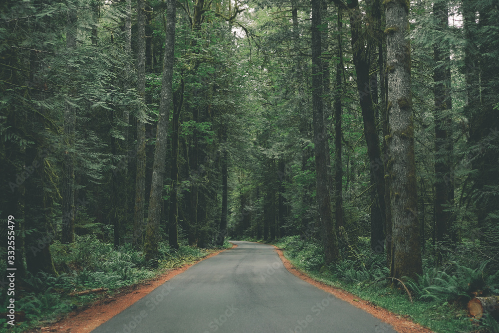 Fototapeta premium Magical road