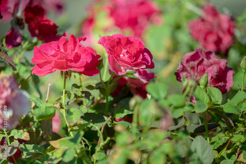 red roses flower in garden on blurred background