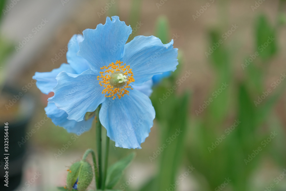 青いケシの花 花言葉 底知れぬ魅力 Stock Photo Adobe Stock