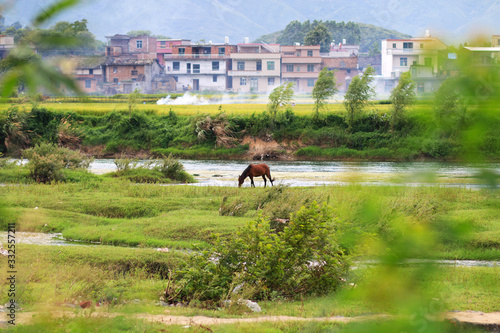 A herd of cattle and horses grazing in the meadow photo