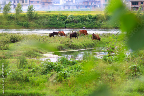 A herd of cattle and horses grazing in the meadow photo