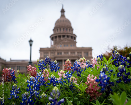 Red and Blue Bonnets in front of Texas State Capitol Building photo