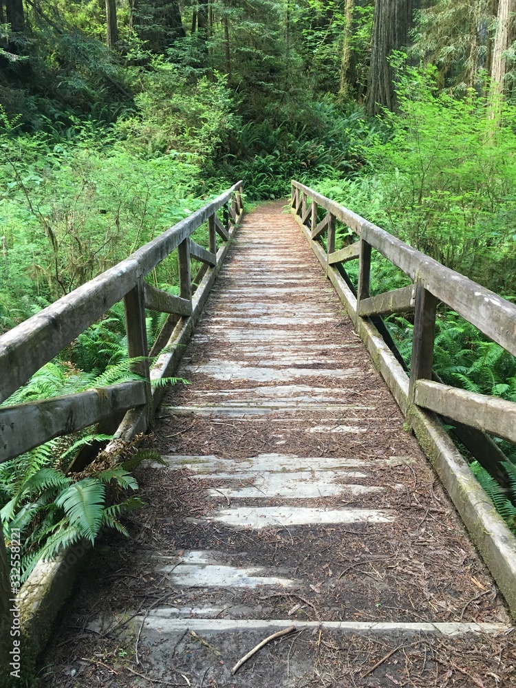 old bridge in forest