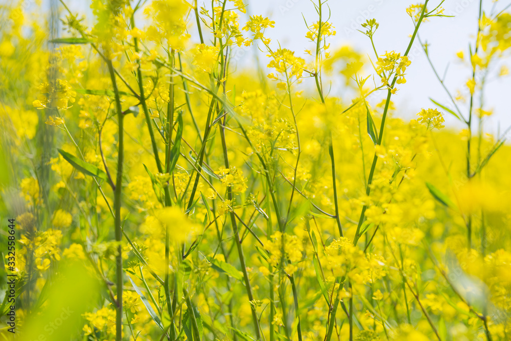 Obraz premium 菜の花