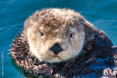 Young male sea otter adrift in the boat harbor in Monterey.