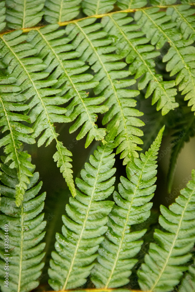 butterfly house plants butterfly house plants