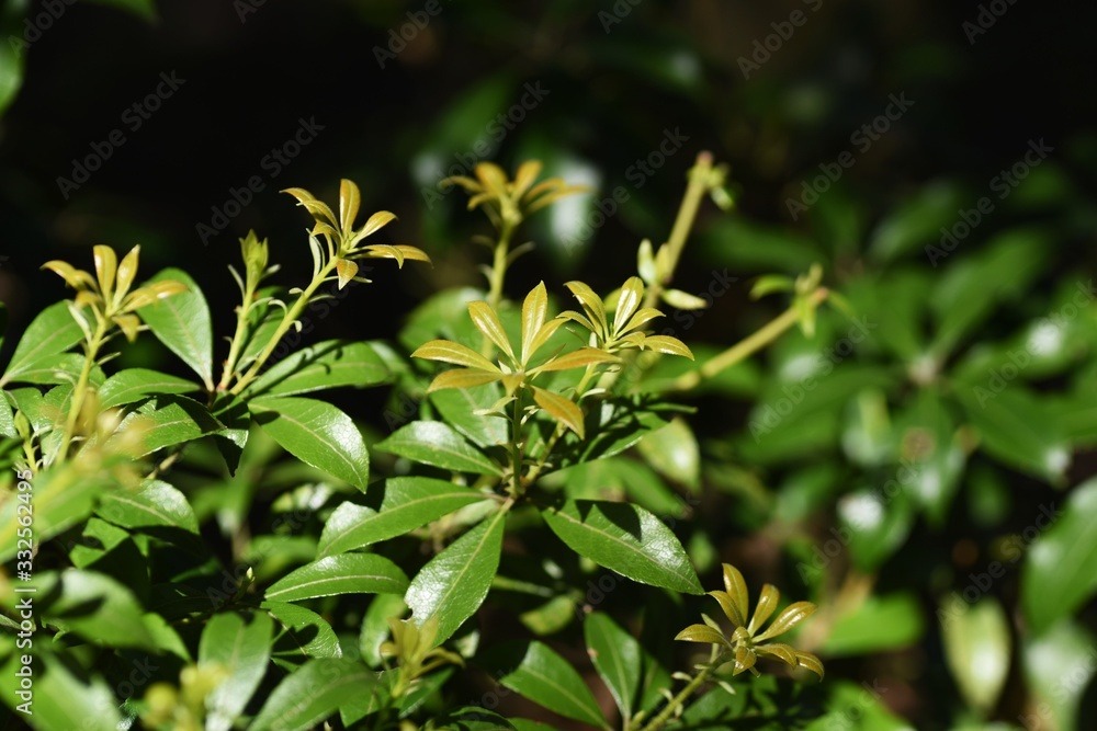Japanese andromeda (Pieris japonica) sprouts Japanese andromeda (Pieris japonica) sprouts