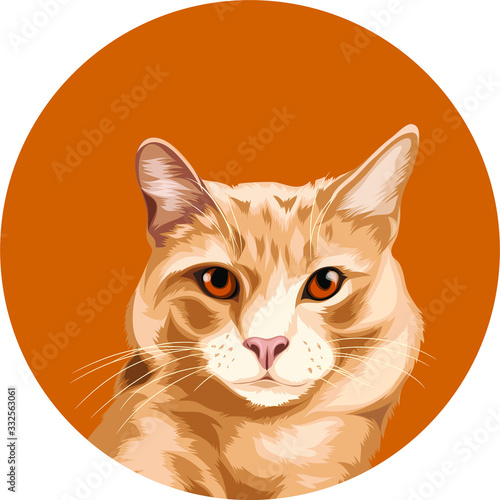 cute orange cat vector cartoon perfect for pet lover or pet business