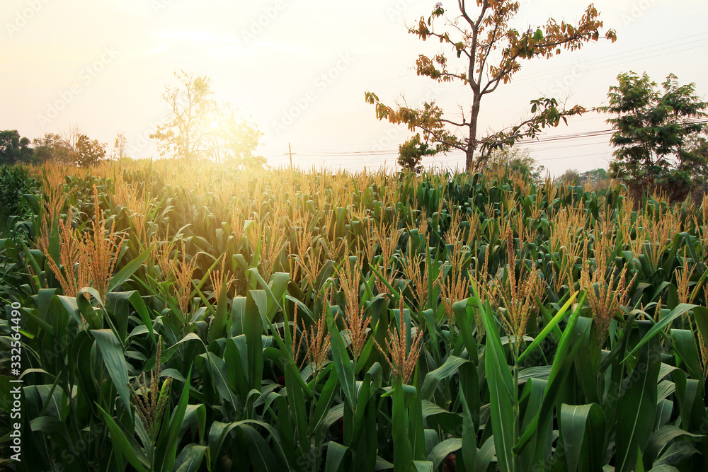 Fototapeta premium Corn field and Corn ears is cultivated land in vintage with the sun shining.