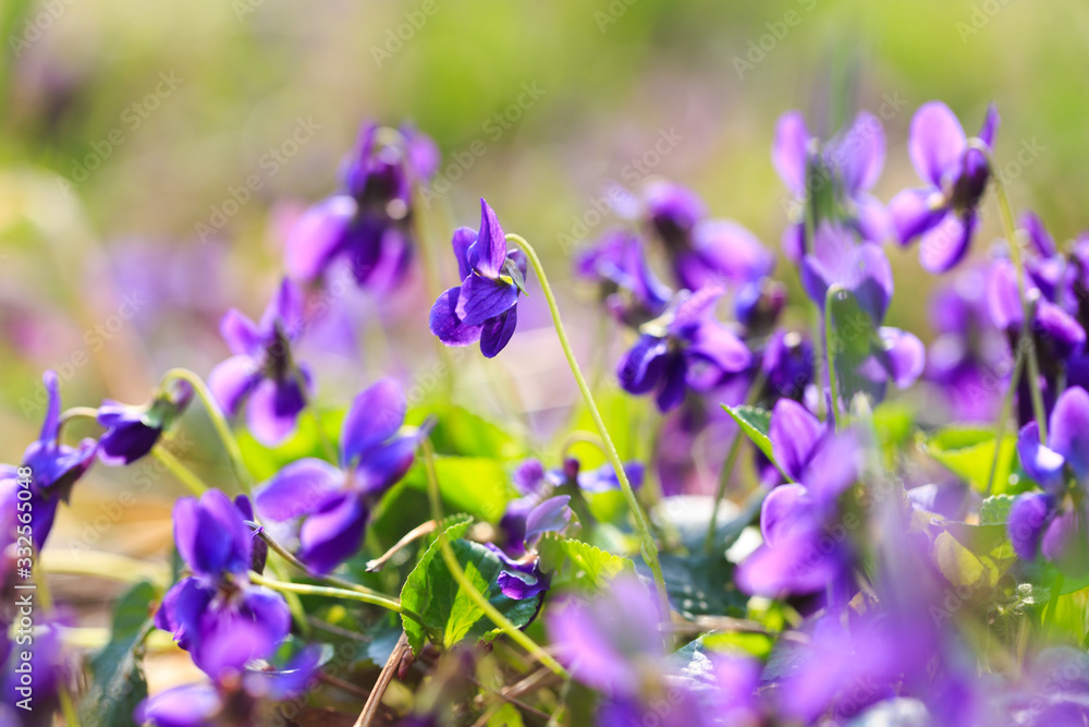 Spring flowers. Violet violets flowers bloom in the spring forest. Viola odorata. Beautiful banner of natural Spring flowers. Violet violets flowers bloom in the spring forest. Viola odorata. Beautiful banner of natural