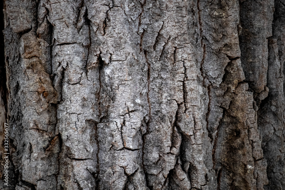 Close-up texture of thick, rough bark on a tree Close-up texture of thick, rough bark on a tree