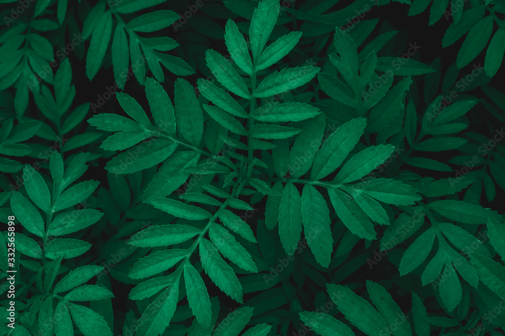 Green leaves background.Nature background and wallpaper.