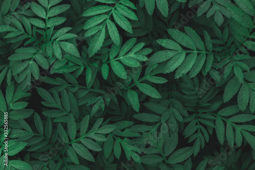 Green leaves background.Nature background and wallpaper.