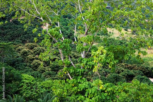 tropical rain forest © lmanju