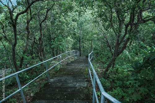 Down hill path walk along through rain forest
