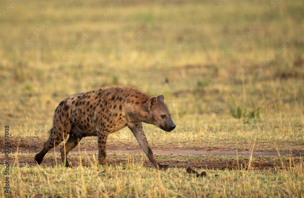 Spotted Hyena walking on a forest train seen at Masai Mara, Kenya