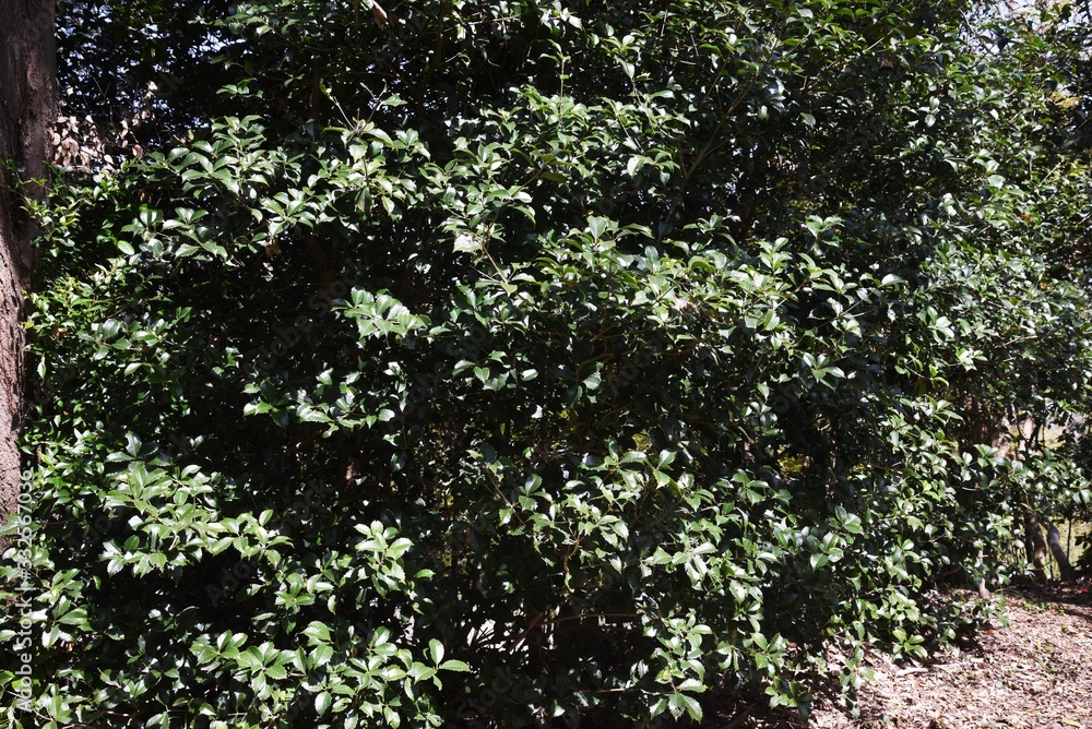 Fototapeta premium False holly (Osmanthus heterophyllus) / Oleaceae evergreens