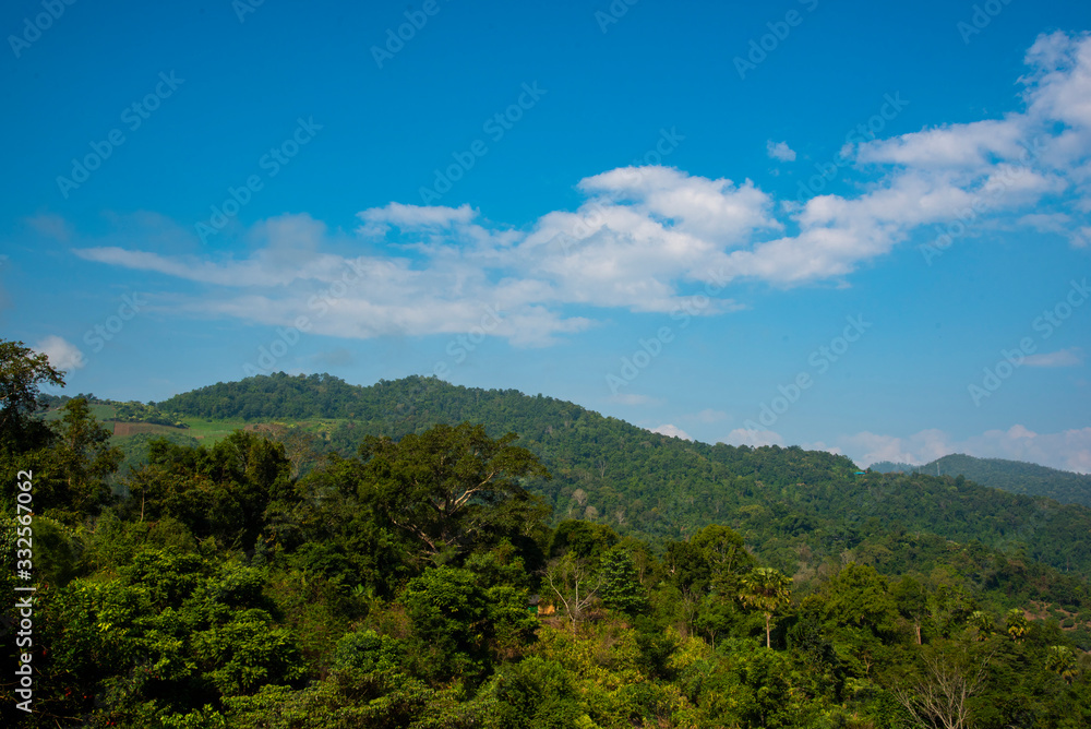 mountain and forest with tree and blue sky.