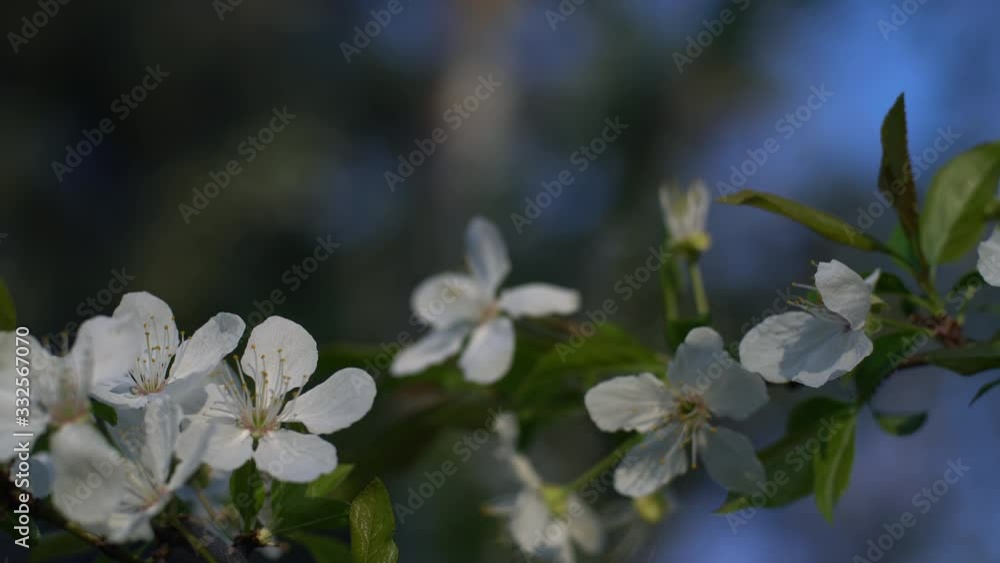 Closeup of Blooming apple tree with white flowers Pan Right Closeup of Blooming apple tree with white flowers Pan Right