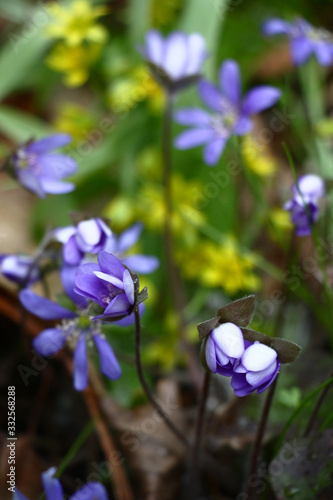 Chaotically located blue buds of a hepatica against the background of leaves and small yellow flowers of a gagea.