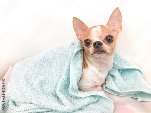 Closeup portrait of small mini chihuahua dog, puppy in blanket, sleepy dog, white and red little dog, sleepy dog.  © Nut
