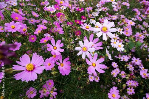 Cosmos flowers blooming  field