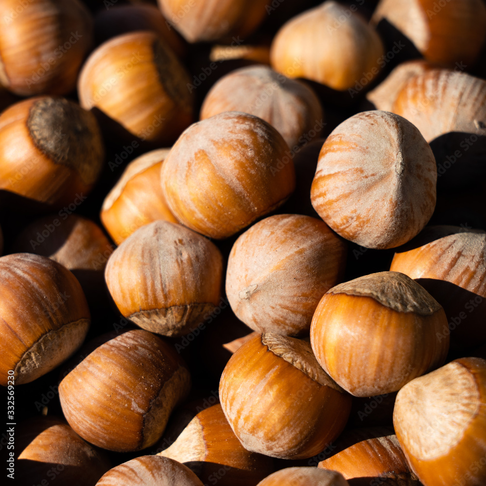 Hazelnut. Fresh organic filbert on white background. Nut macro. Bright sunlight gives sharp shadows Hazelnut. Fresh organic filbert on white background. Nut macro. Bright sunlight gives sharp shadows