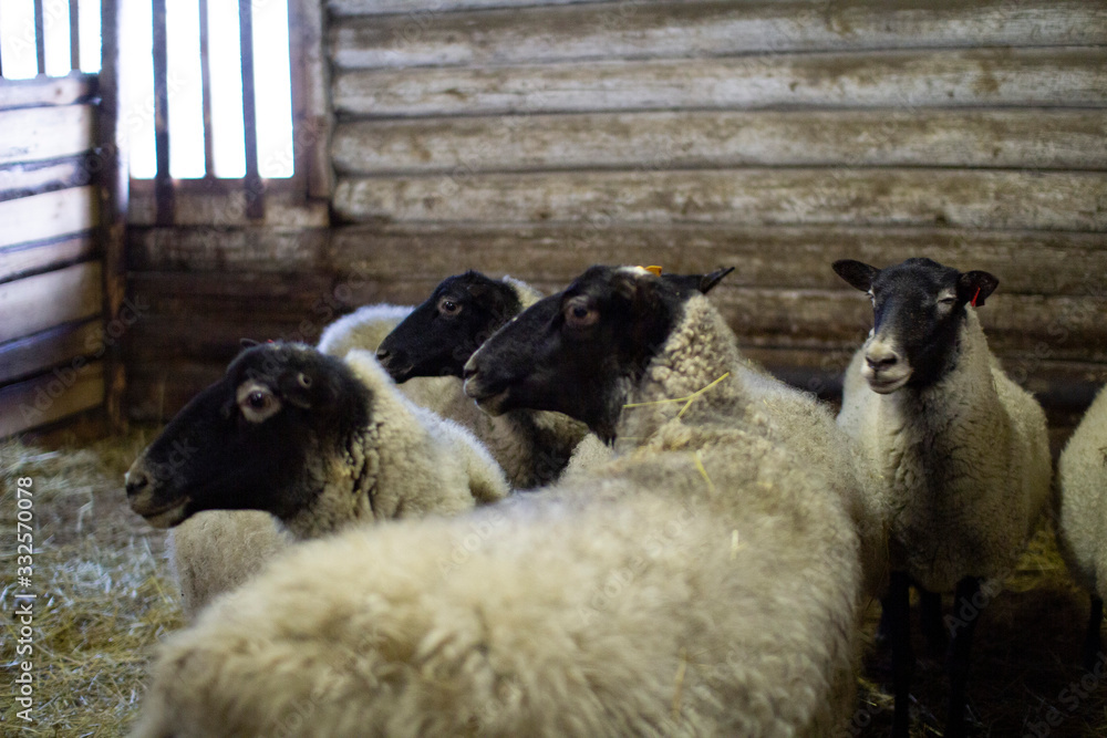 Obraz premium A herd of domestic sheep on a livestock farm.