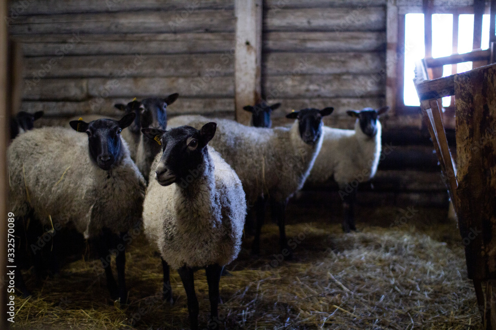 Obraz premium A herd of domestic sheep on a livestock farm.