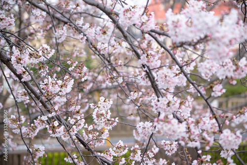 Cherry Blossoms sakura tree