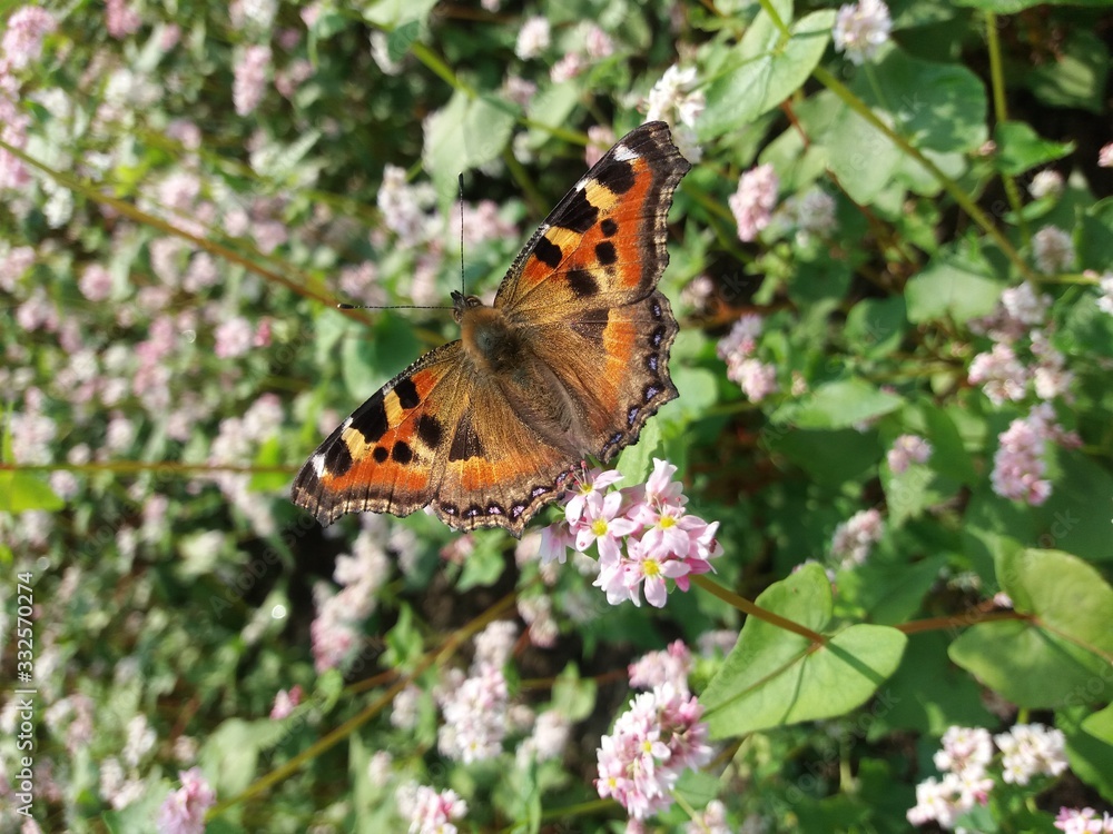 Tortoiseshell butterfly on buckwheat flowers Tortoiseshell butterfly on buckwheat flowers