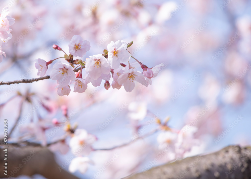 Cherry Blossoms sakura tree Cherry Blossoms sakura tree