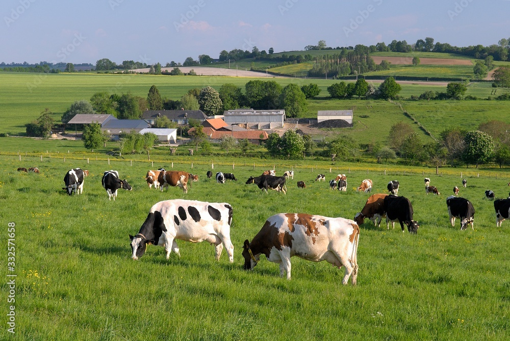 Vaches laitières au pré de différentes races après la traite