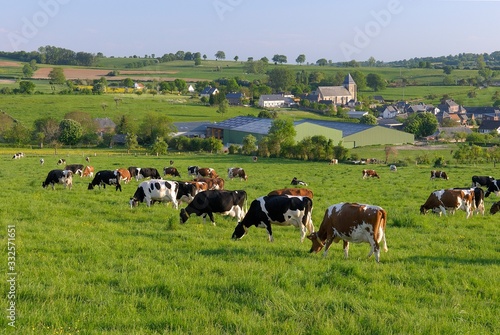 Troupeau de vaches au pré après la traite. Village en arrière-plan