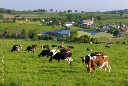 Vaches laiti  res au pr   de diff  rentes races apr  s la traite