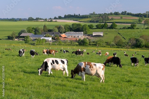 Vaches laiti  res au pr   de diff  rentes races apr  s la traite