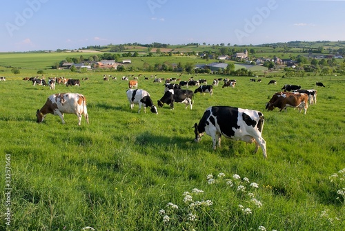 Vaches laitières au pré de différentes races après la traite