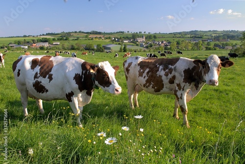 Vaches laitières au pré de différentes races après la traite photo