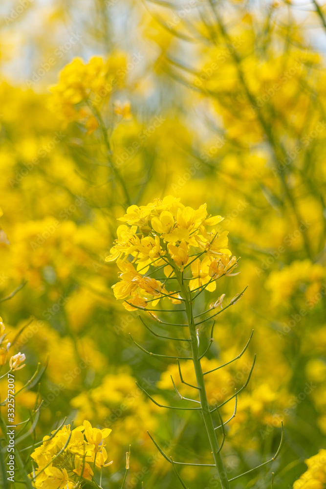 Fototapeta premium 菜の花
