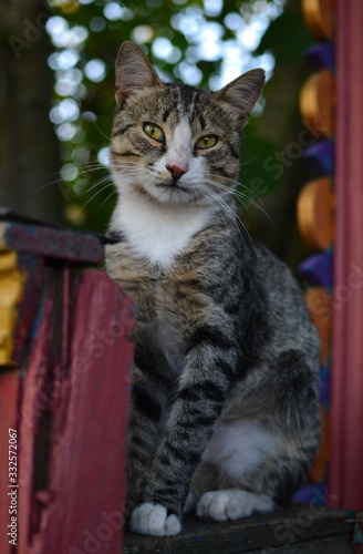 portrait of a grey tabby shorthair mongrel cat sitting on a painted fence
