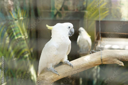 Great Sulphur-crested cockatoo "Cacatua galerita" 