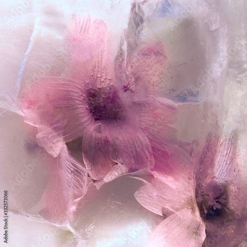 Background of  Málva, mallow  flower    in ice   cube with air bubbles.