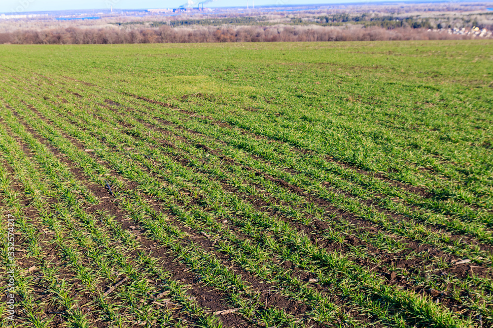 Young green sprouts of wheat on a field close-up Young green sprouts of wheat on a field close-up
