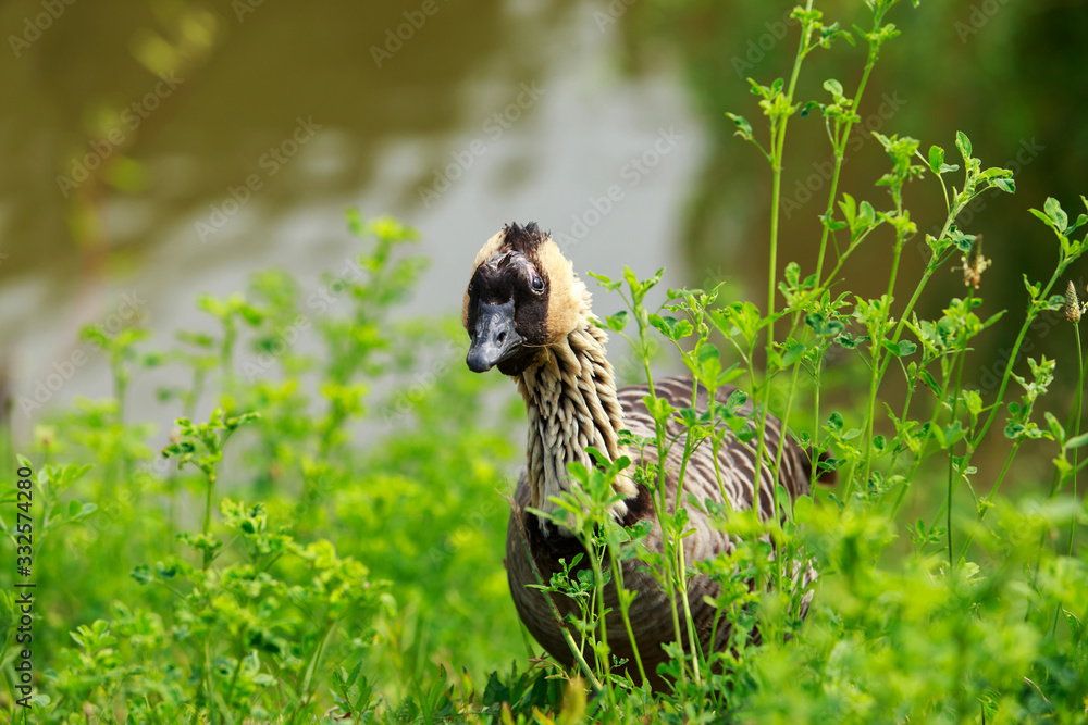 Obraz premium Big wild goose