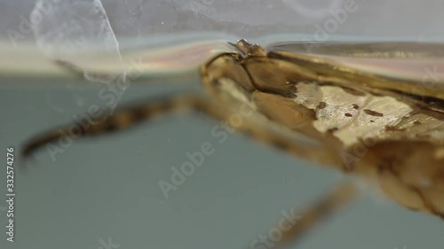 Close up of giant water bug abdomen while  breathing through the water meniscus photo