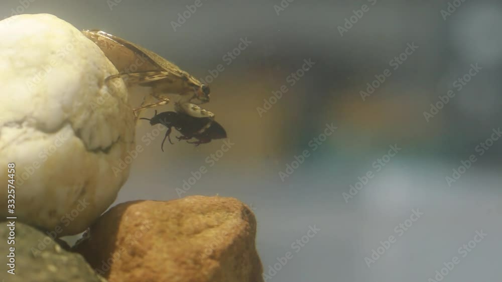 Water bug grabbing a beetle fed by a biologist Water bug grabbing a beetle fed by a biologist