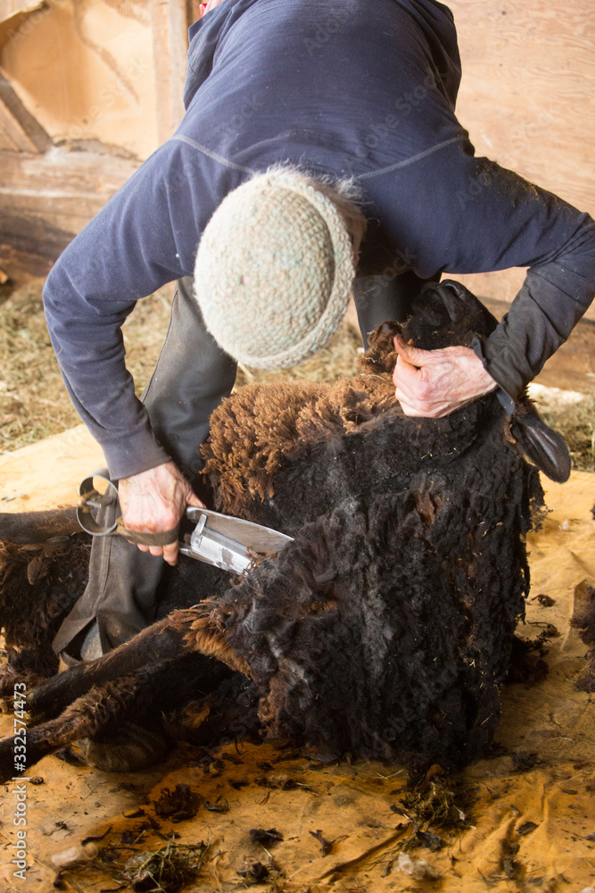 Traditional sheep shearing in an old New England barn.