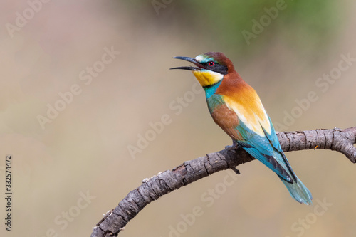 European Bee Eater