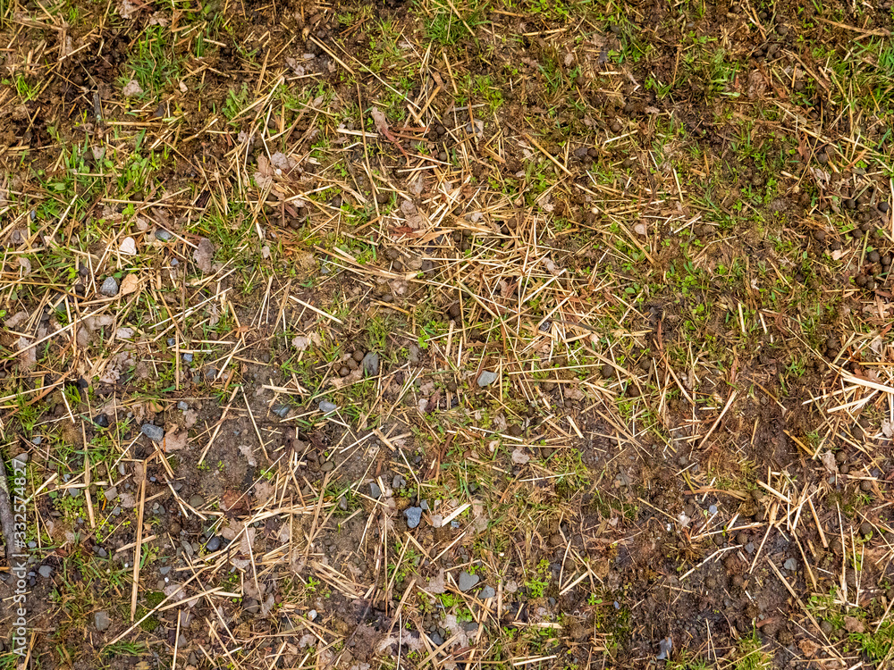 Grass texture with straw Grass texture with straw